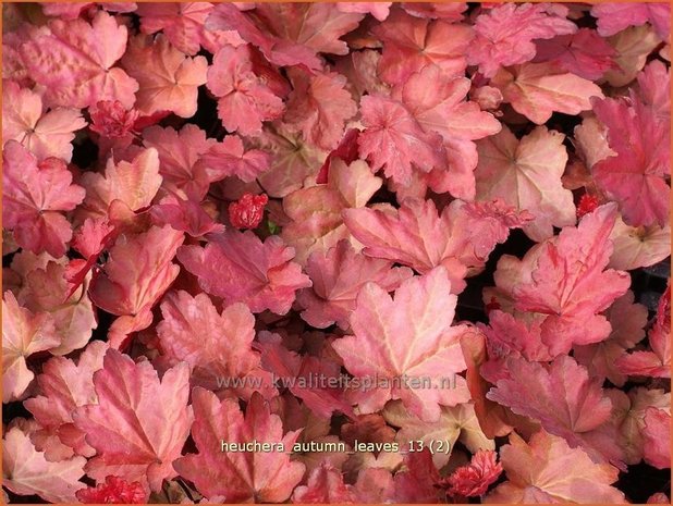 Heuchera 'Autumn Leaves' | Purperklokje