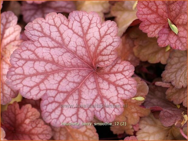 Heuchera 'Berry Smoothie' | Purperklokje