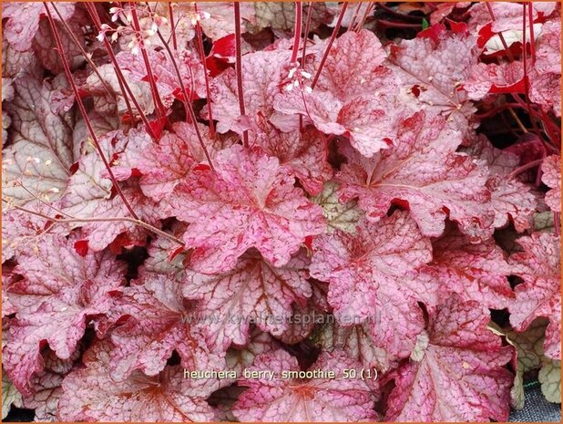 Heuchera 'Berry Smoothie' | Purperklokje