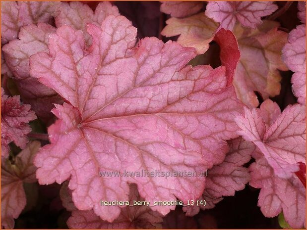 Heuchera 'Berry Smoothie' | Purperklokje