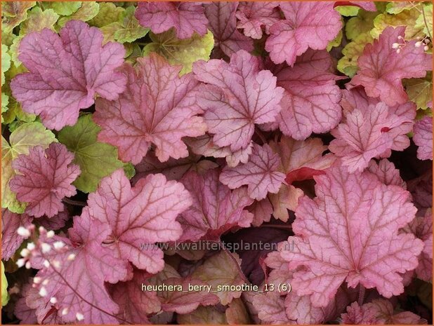 Heuchera 'Berry Smoothie' | Purperklokje