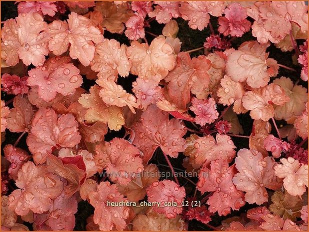 Heuchera 'Cherry Cola' | Purperklokje