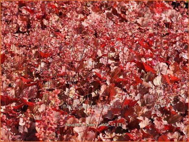 Heuchera 'Cherry Cola' | Purperklokje