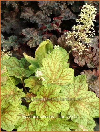 Heuchera 'Electric Lime' | Purperklokje