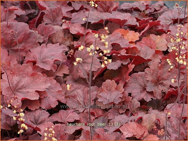 Heuchera 'Root Beer' | Purperklokje