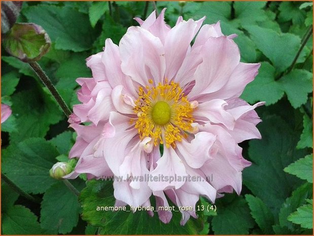 Anemone hybrida 'Mont Rose' | Herfstanemoon, Japanse anemoon, Anemoon | Herbstanemone