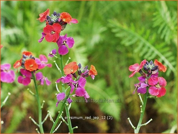 Erysimum 'Red Jep' | Vaste muurbloem