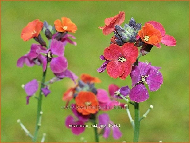 Erysimum 'Red Jep' | Vaste muurbloem