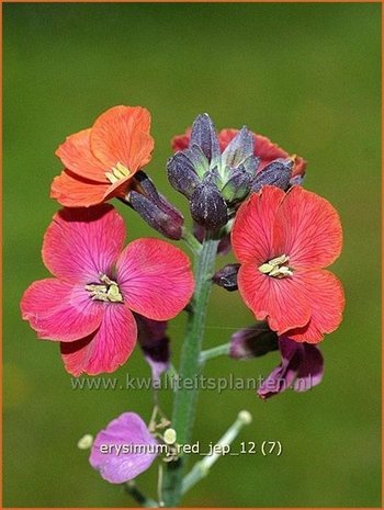 Erysimum 'Red Jep' | Vaste muurbloem