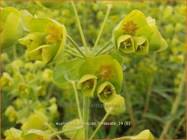 Euphorbia characias 'Forescate' | Wolfsmelk