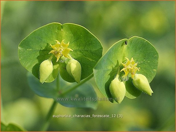 Euphorbia characias 'Forescate' | Wolfsmelk