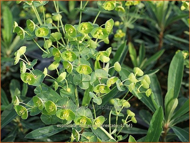 Euphorbia characias 'Forescate' | Wolfsmelk