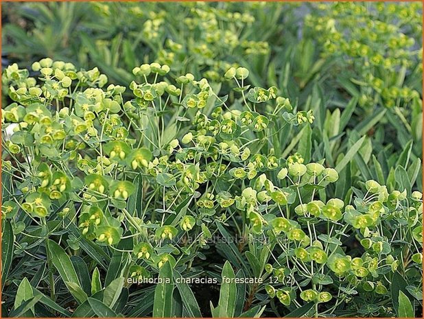 Euphorbia characias 'Forescate' | Wolfsmelk