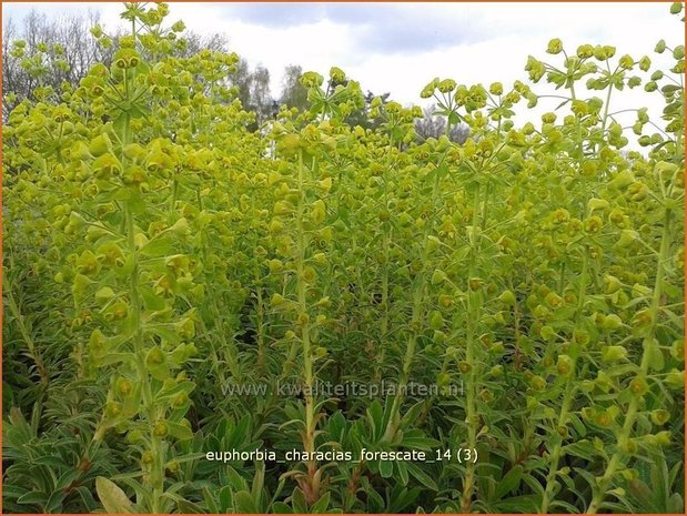 Euphorbia characias 'Forescate' | Wolfsmelk