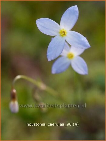 Houstonia caerulea 'Millard's Variety' | Porseleinsterretje