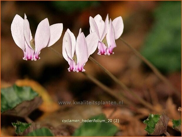 Cyclamen hederifolium | Cyclaam, Alpenviooltje