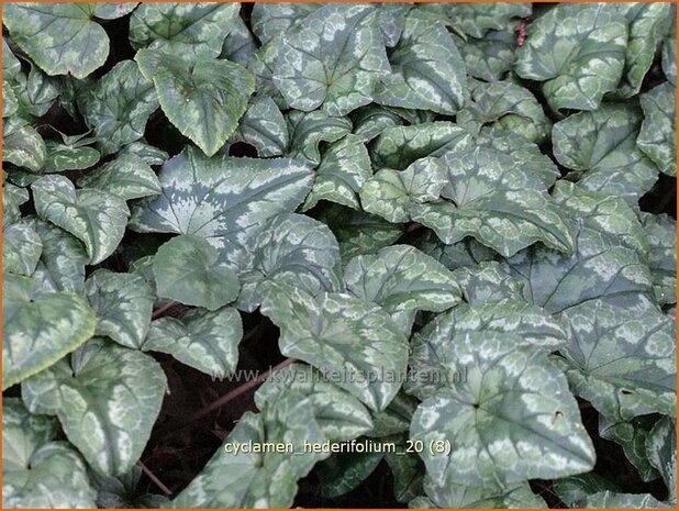 Cyclamen hederifolium | Cyclaam, Alpenviooltje