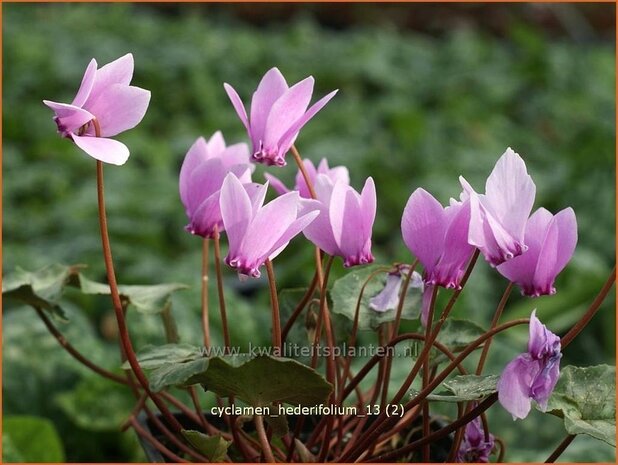 Cyclamen hederifolium | Cyclaam, Alpenviooltje