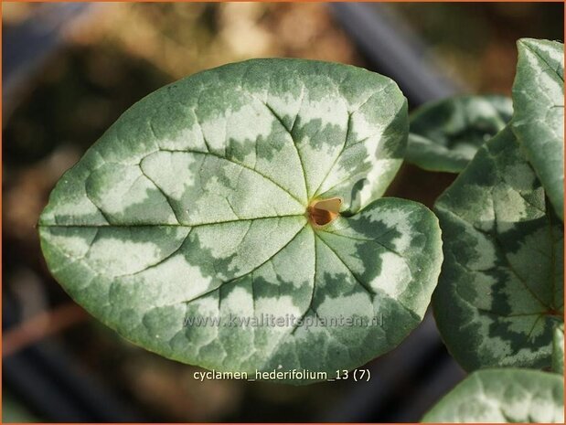 Cyclamen hederifolium | Cyclaam, Alpenviooltje