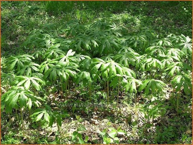 Podophyllum peltatum | Voetblad, Indische alruinwortel, Meiappel | Fußblatt