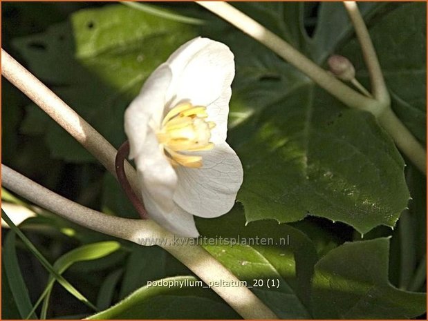 Podophyllum peltatum | Voetblad, Indische alruinwortel, Meiappel | Fußblatt