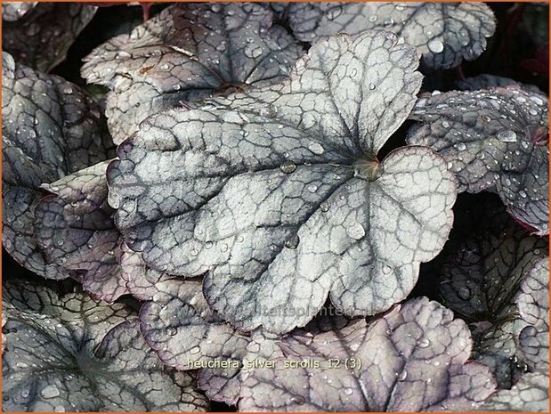 Heuchera 'Silver Scrolls' | Purperklokje