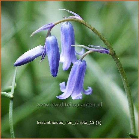 Hyacinthoides non-scripta | Boshyacint, Hazenklokje, Wilde hyacint, Bluebells