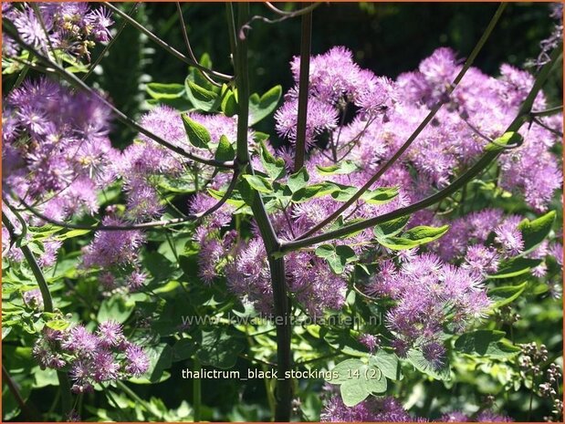 Thalictrum 'Black Stockings' | Ruit