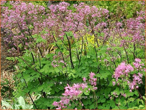 Thalictrum 'Black Stockings' | Ruit