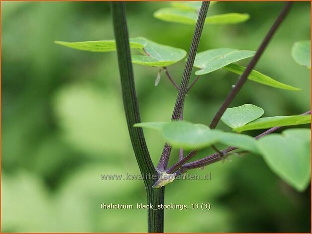 Thalictrum 'Black Stockings' | Ruit