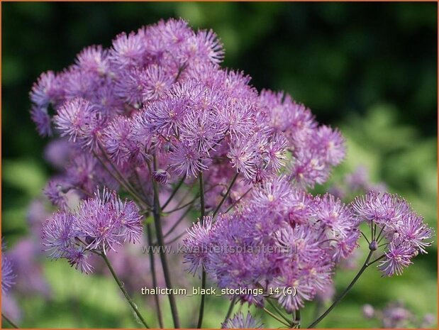 Thalictrum 'Black Stockings' | Ruit