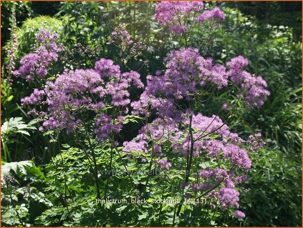 Thalictrum 'Black Stockings' | Ruit