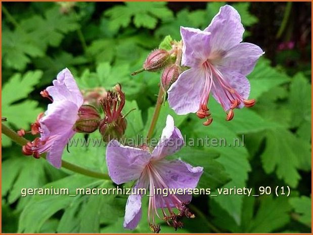 Geranium macrorrhizum 'Ingwersen's Variety' | Ooievaarsbek