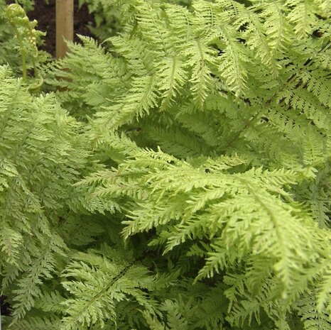 Polystichum setiferum 'Plumosum' | Zachte naaldvaren