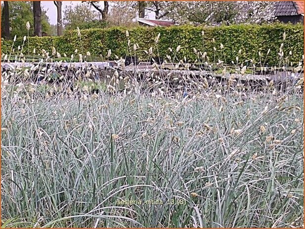 Sesleria nitida | Blauwgras