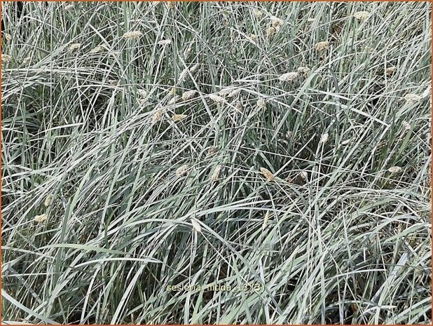 Sesleria nitida | Blauwgras