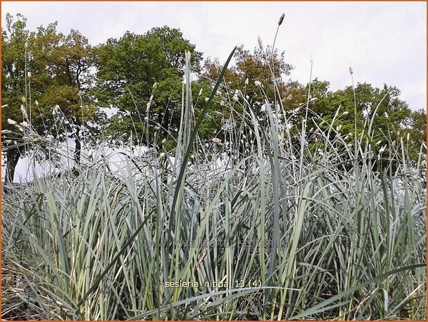 Sesleria nitida | Blauwgras