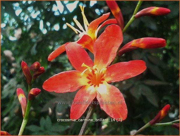 Crocosmia 'Carmine Brilliant' | Montbretia