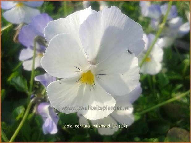 Viola cornuta 'Milkmaid' | Hoornviooltje