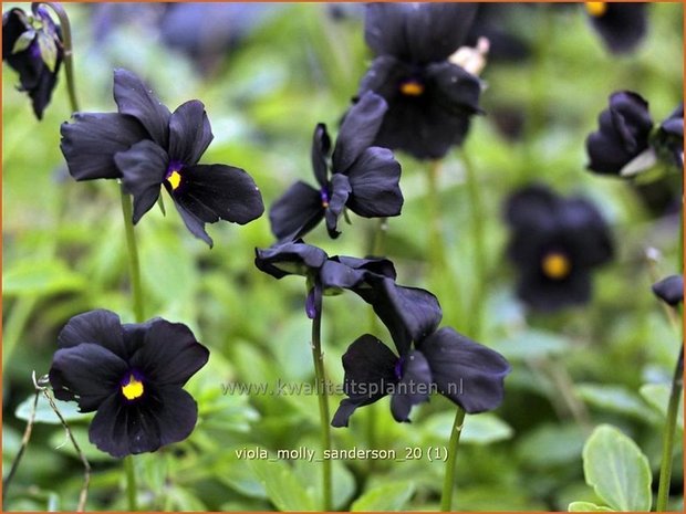 Viola cornuta 'Molly Sanderson' | Hoornviooltje