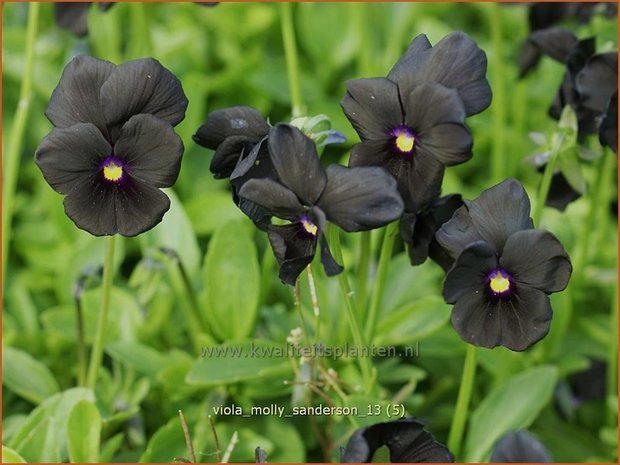 Viola cornuta 'Molly Sanderson' | Hoornviooltje