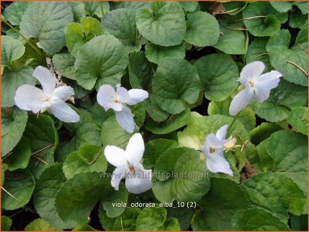 Viola odorata 'Alba' | Welriekend viooltje