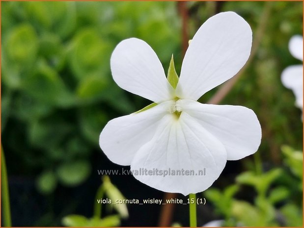 Viola cornuta 'Wisley White' | Hoornviooltje, Viooltje