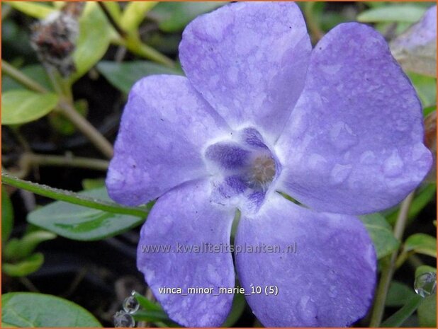 Vinca minor 'Marie' | Kleine maagdenpalm