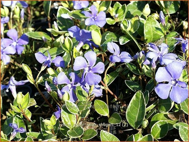 Vinca minor 'Ralph Shugert' | Kleine maagdenpalm