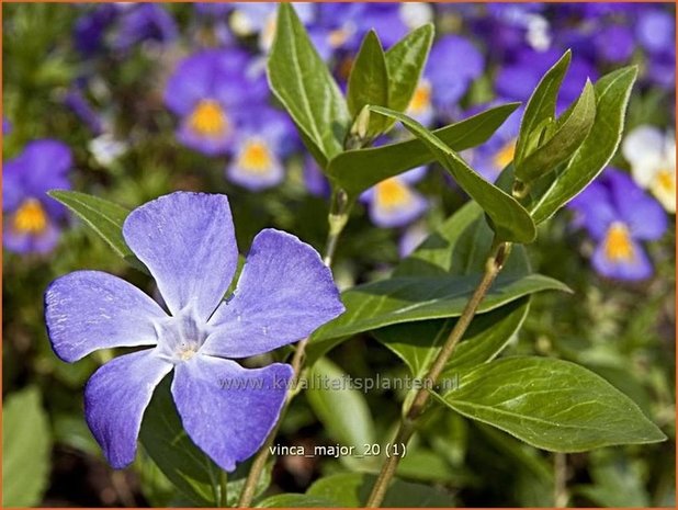 Vinca major | Grote maagdenpalm