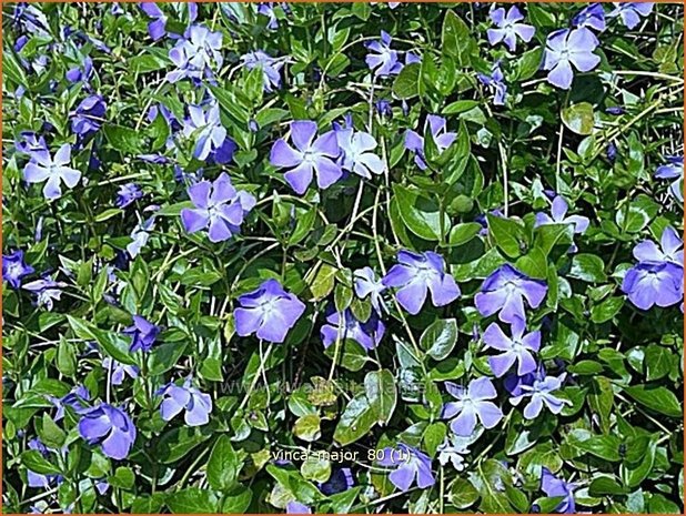 Vinca major | Grote maagdenpalm