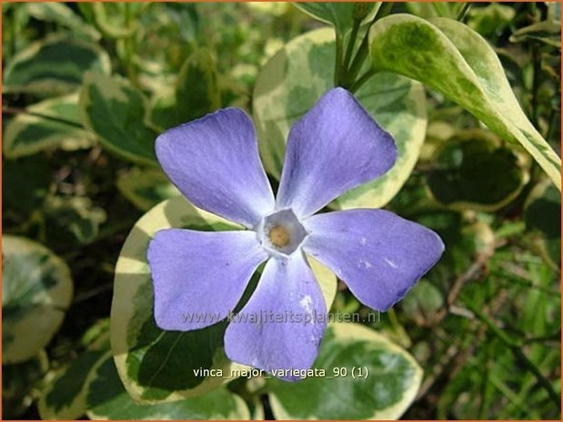 Vinca major 'Variegata' | Grote maagdenpalm, Maagdenpalm | Großes Immergrün | Greater Periwinkle