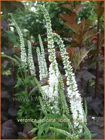 Veronica spicata 'Icicle' | Aarereprijs, Ereprijs