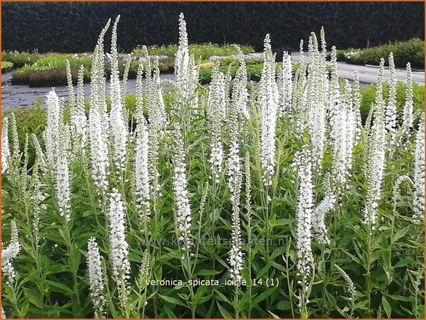 Veronica spicata 'Icicle' | Aarereprijs, Ereprijs